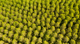 Rentabilidad económica de las choperas