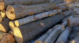 madera de chopo demanda la industria