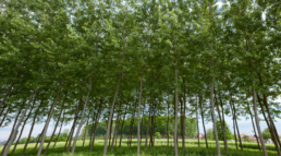 plantación de chopos