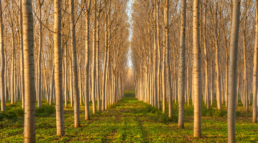 Sostenibilidad en la plantación de chopos y sus productos