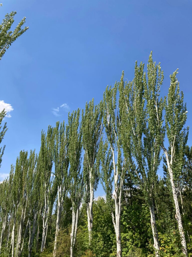 La plantación, gestión y desenrollo de chopos no solo representan un esfuerzo agrícola significativo, sino que también constituyen un ciclo de vida integral que tiene un impacto notable en el mercado.