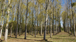 Gestión integral de las choperas