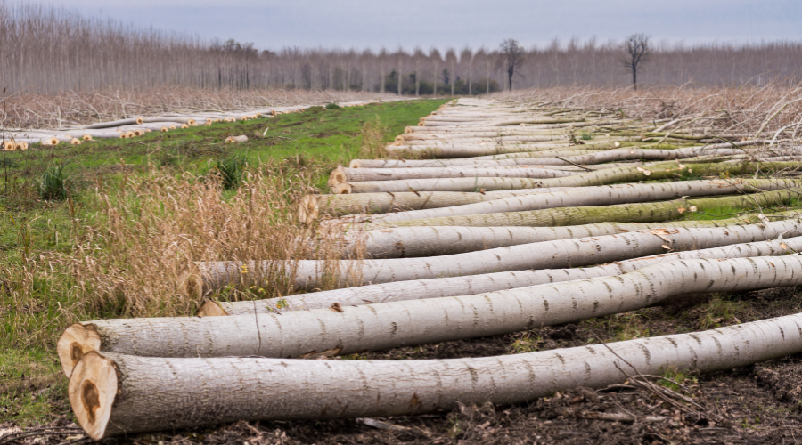 turnos de corta de chopos