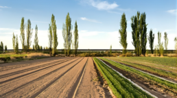 rentabilidad de las choperas