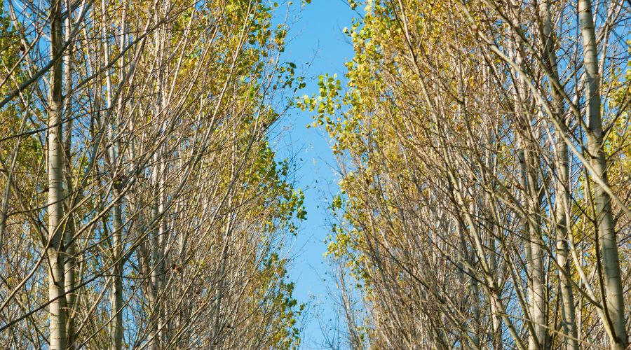 El papel de la gestión profesional en el valor del chopo