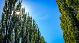 Plantación de chopos y captura de carbono