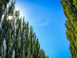 Plantación de chopos y captura de carbono