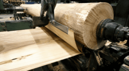 desenrollo de chopo calidad de madera