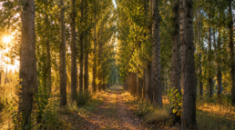 Plantación de chopos en entorno forestal