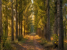 Plantación de chopos en entorno forestal